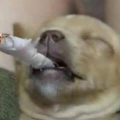 Flaash
